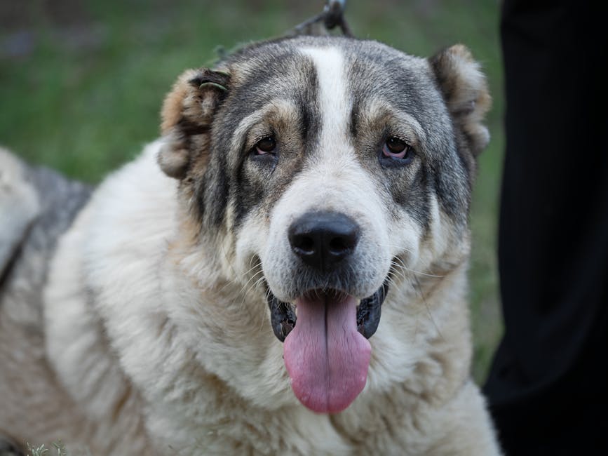 Central Asian Shepherd