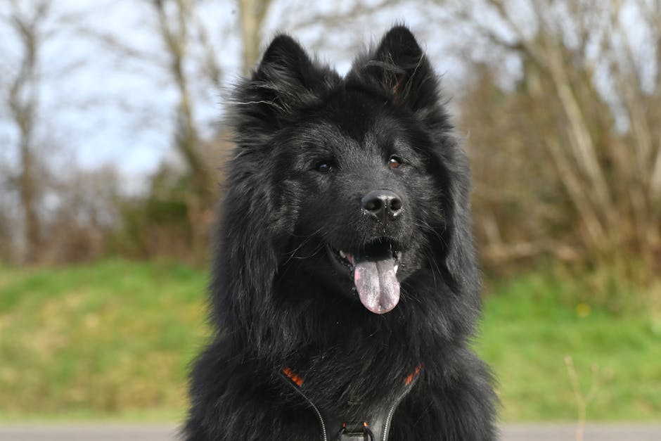 Eurasier