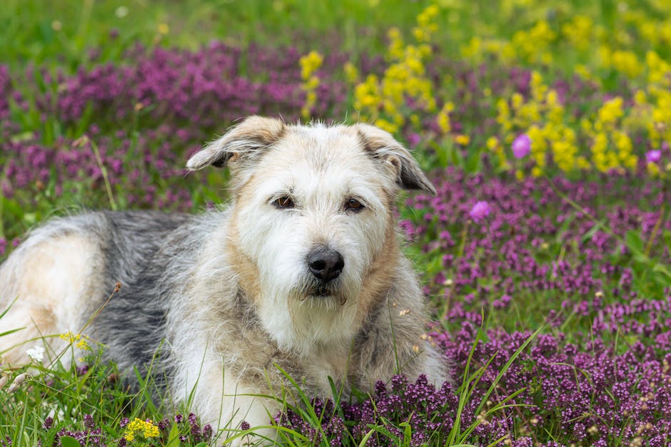 Glen of Imaal Terrier