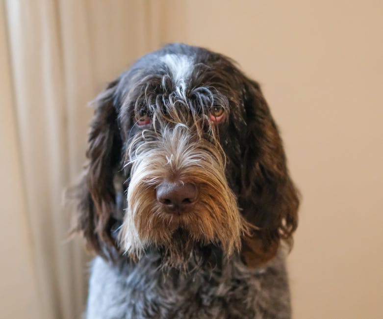 Italian Spinone