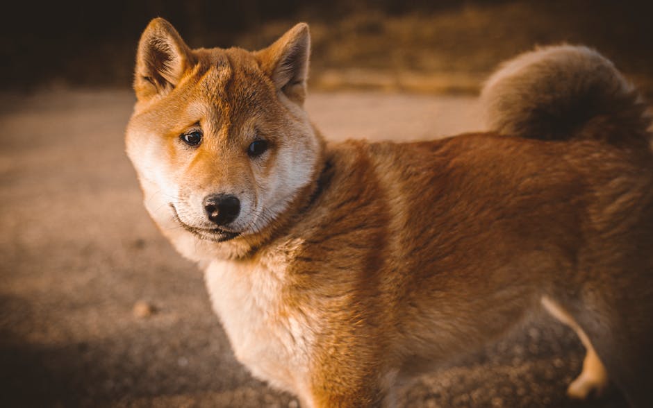 Japanese Shiba Inu