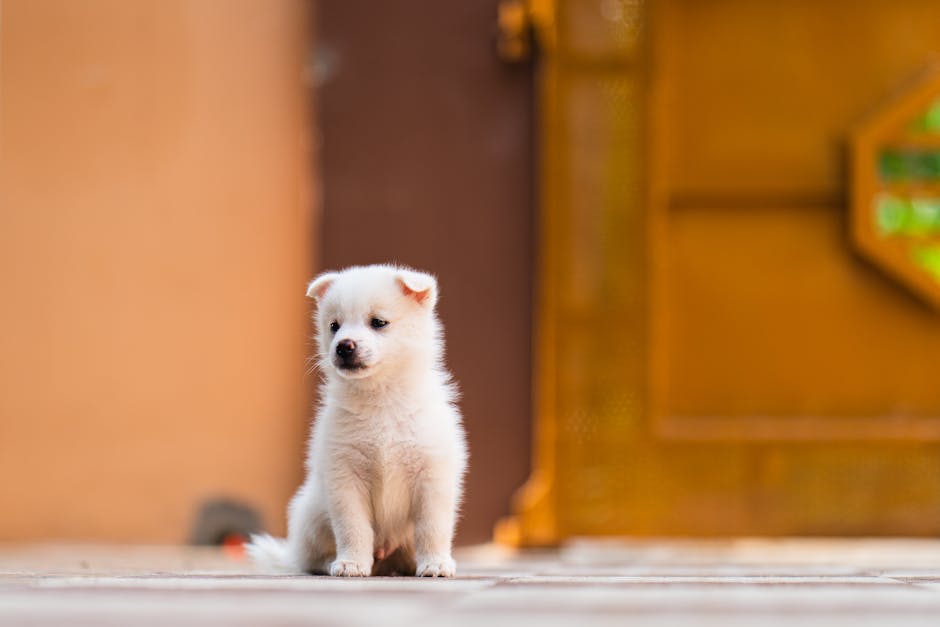 Japanese Spitz