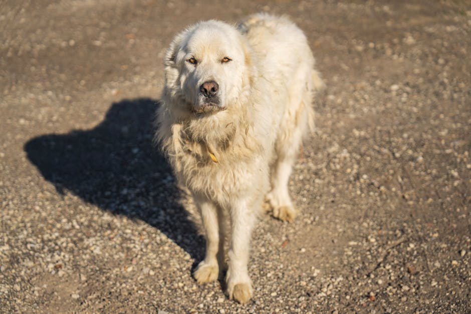 Maremma Sheepdog