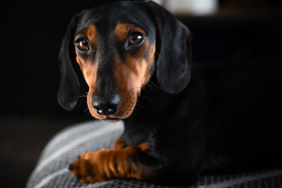 Miniature Dachshund