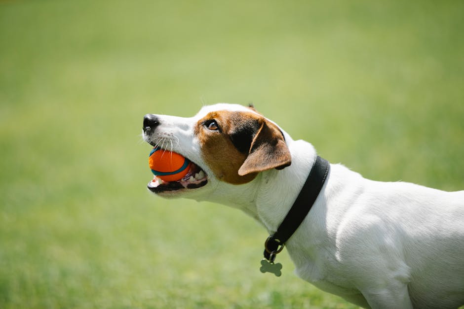Parson Russell Terrier
