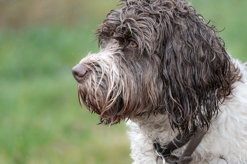 Portuguese Water Dog