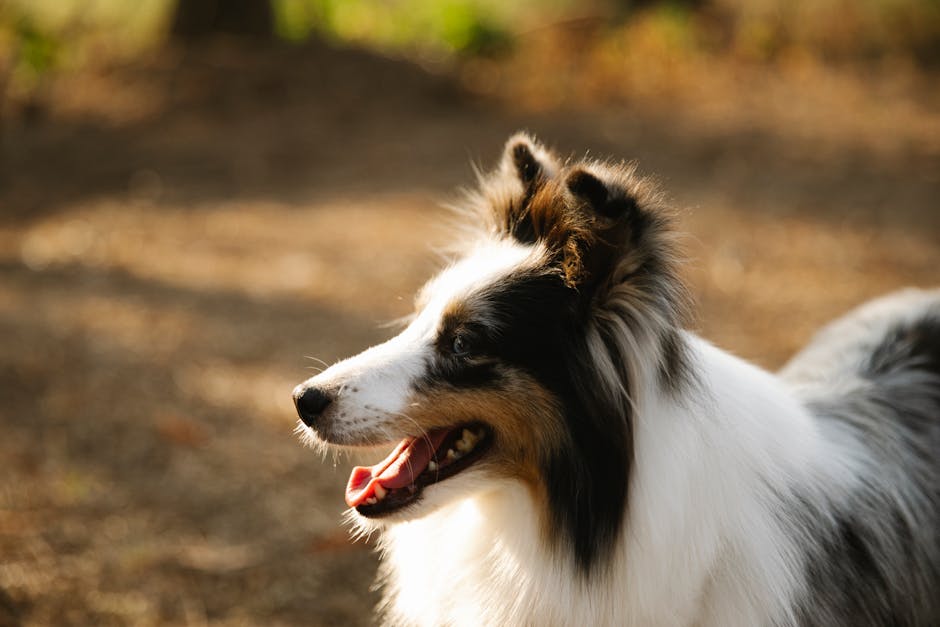 Rough Collie