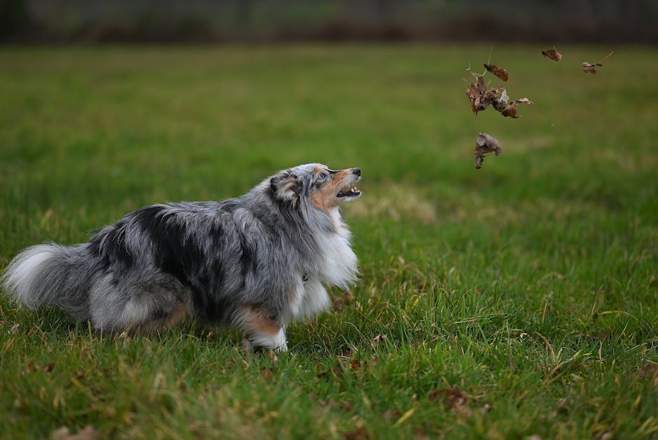 Shetland Sheepdog