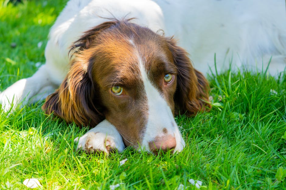 Welsh Springer Spaniel