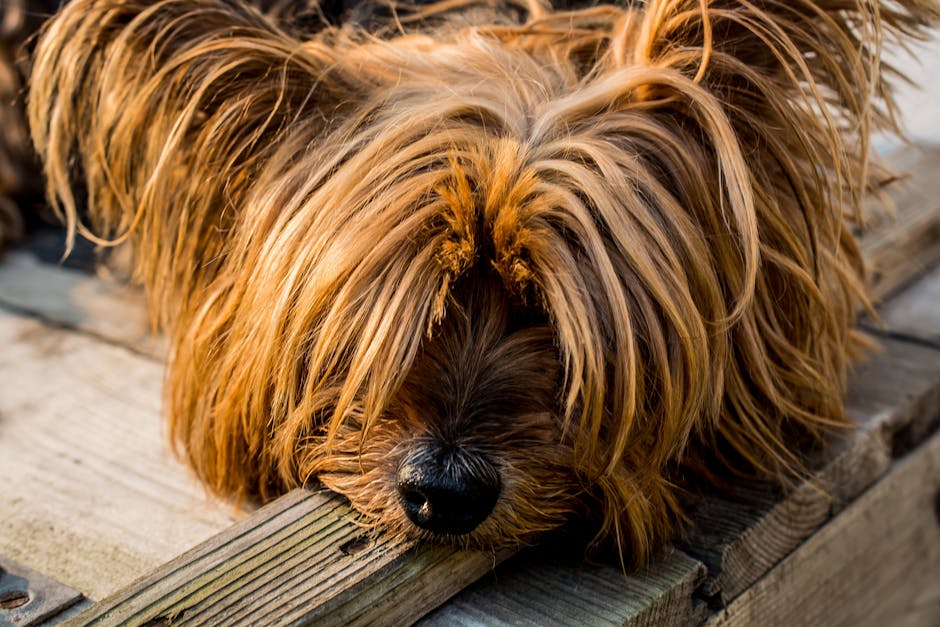 Yorkshire Terrier