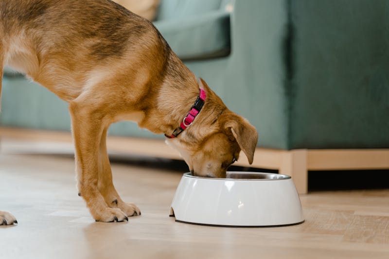 Puppy eating from a food bowl
