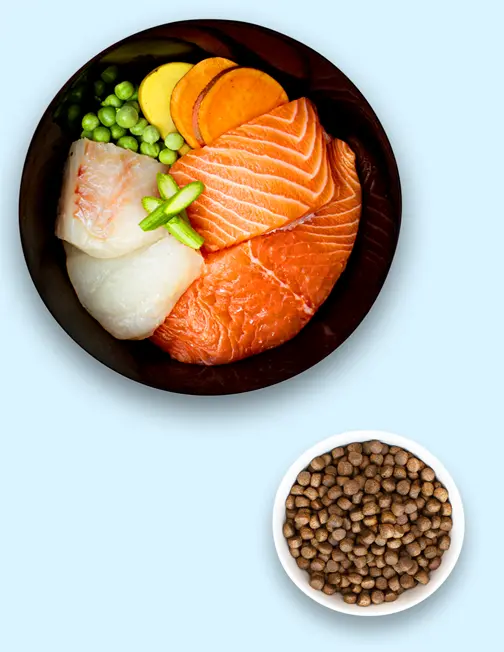 Angell Superior Puppy