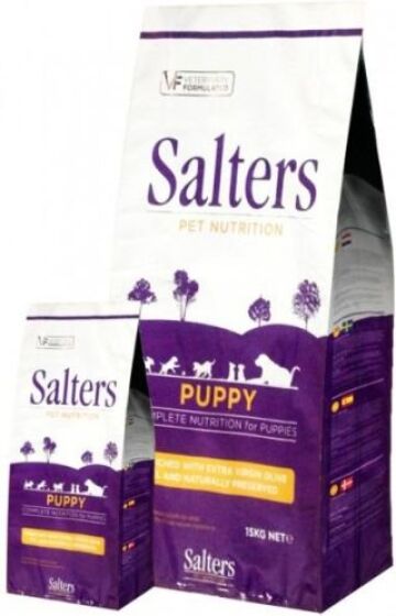 Salters Puppy